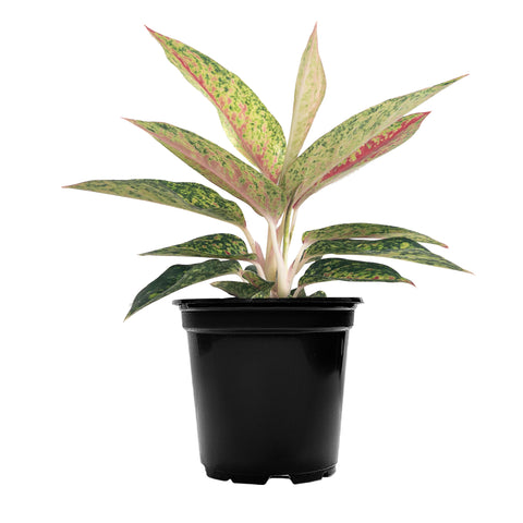 Chinese Evergreen 'Night Sparkle' Small