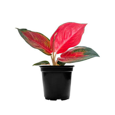Chinese Evergreen Red King Small