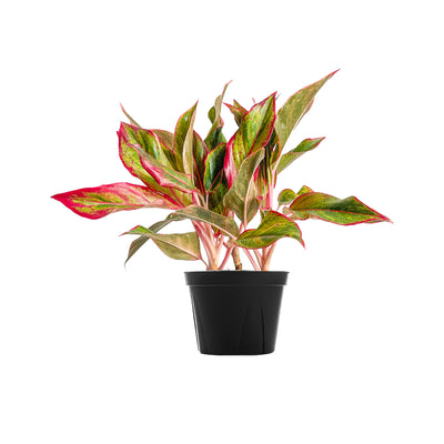 Chinese Evergreen Siam Aurora Large