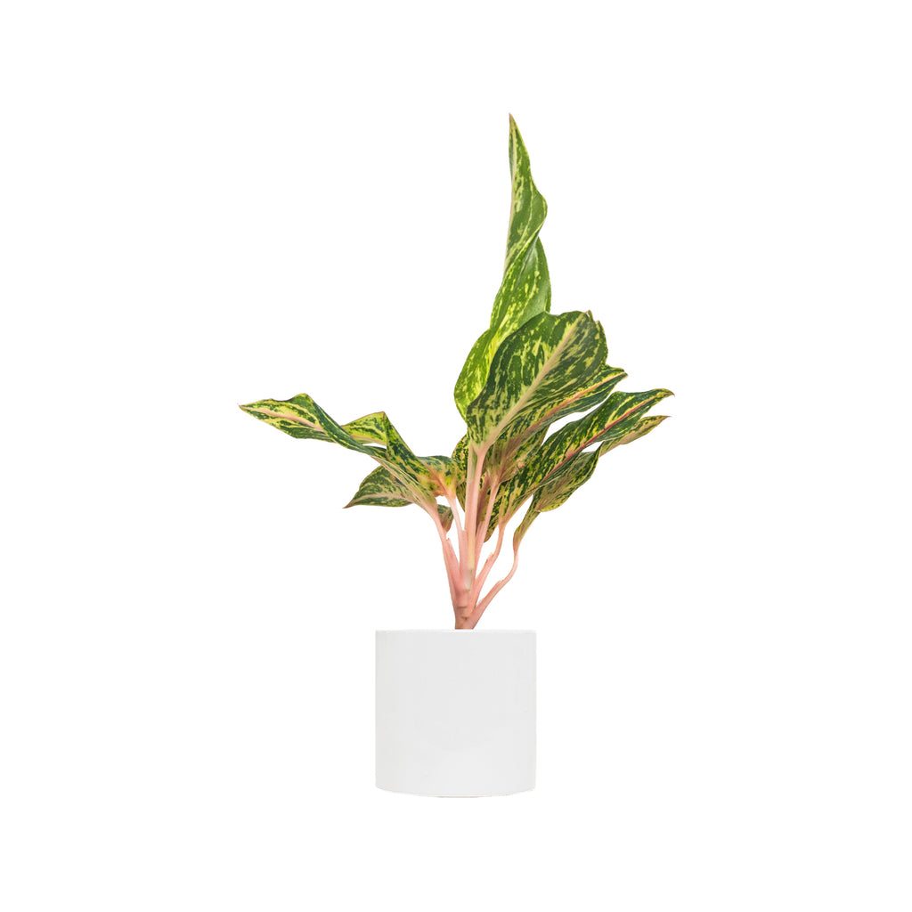 Chinese Evergreen Sparkling Sarah Small