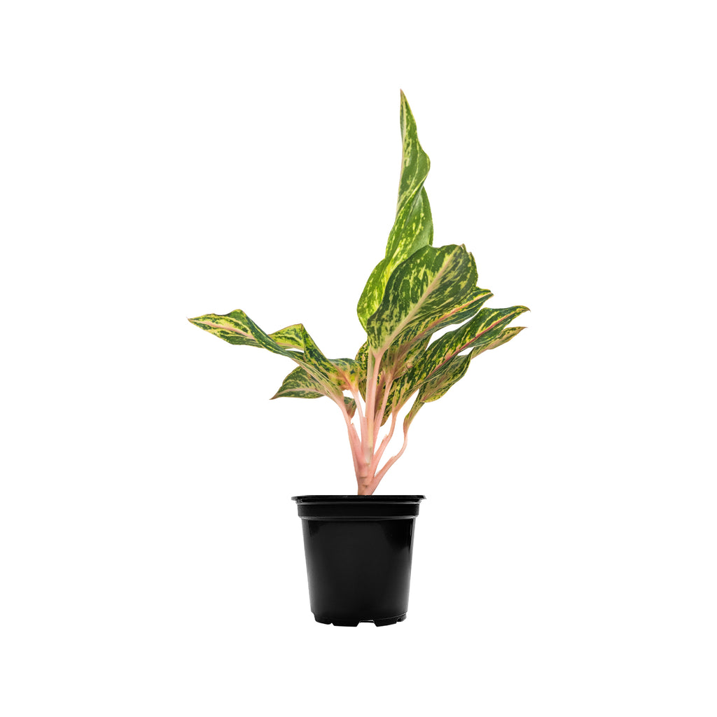 Chinese Evergreen Sparkling Sarah Small