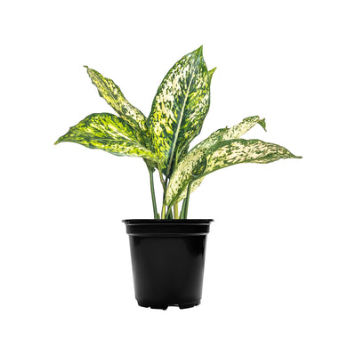 Chinese Evergreen Wintery Winehouse Large