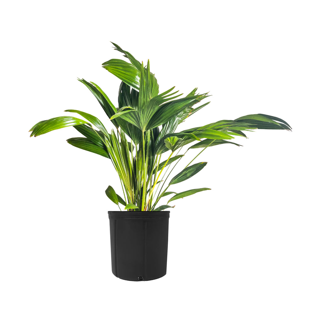Chinese Fan Palm Extra Large