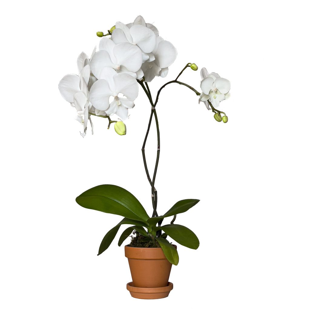 Cloud Nine Moth Orchid Small