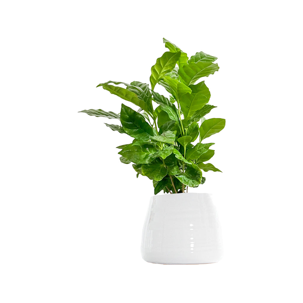 Coffee Plant Small