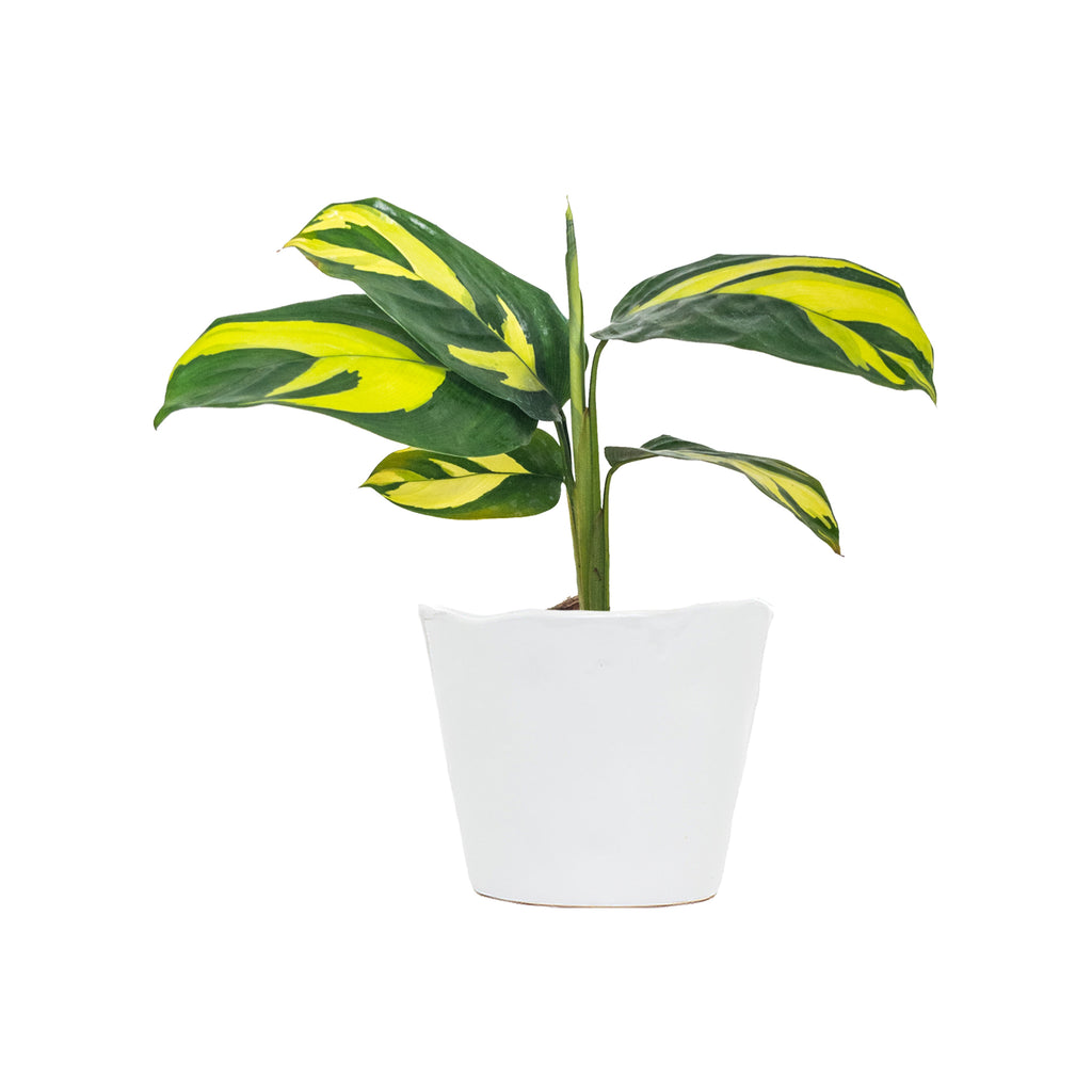  Ctenanthe Lubbersiana Small