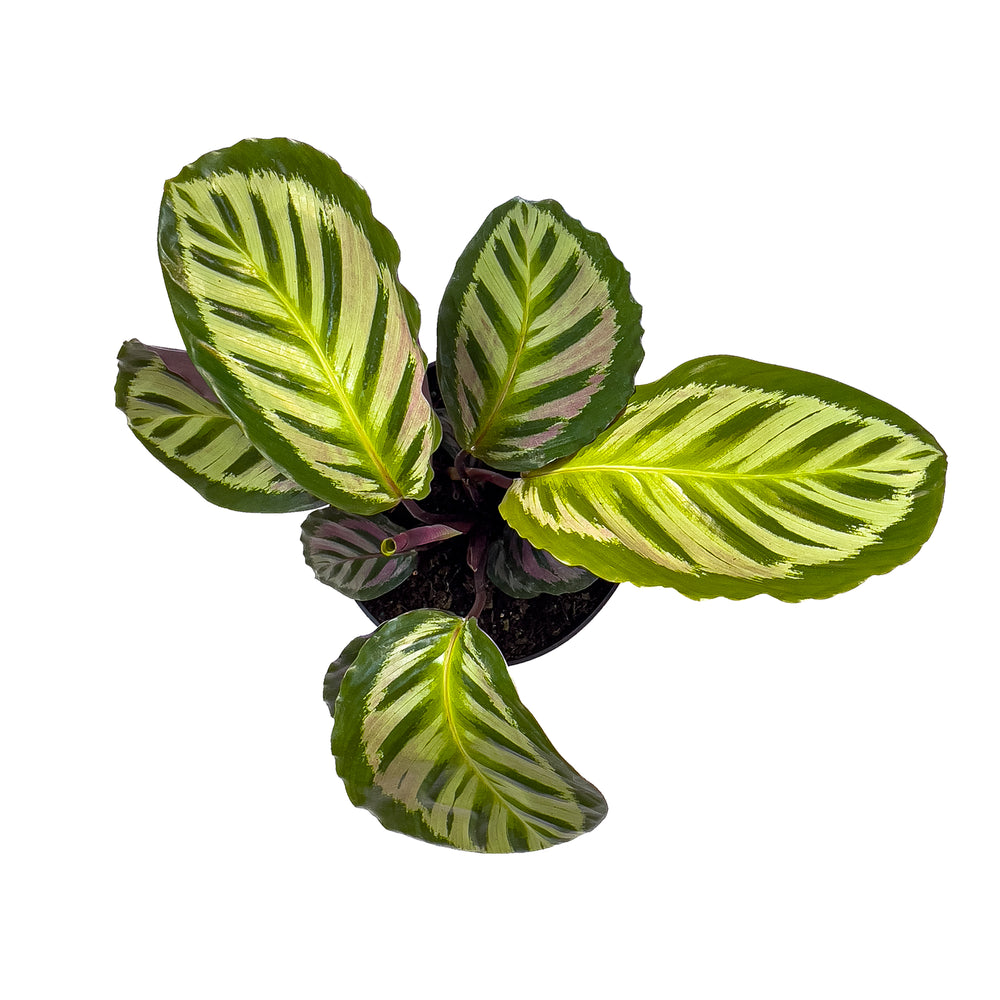 Calathea Cora