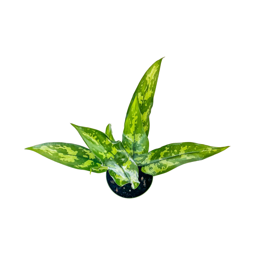 Chinese Evergreen Maria Small