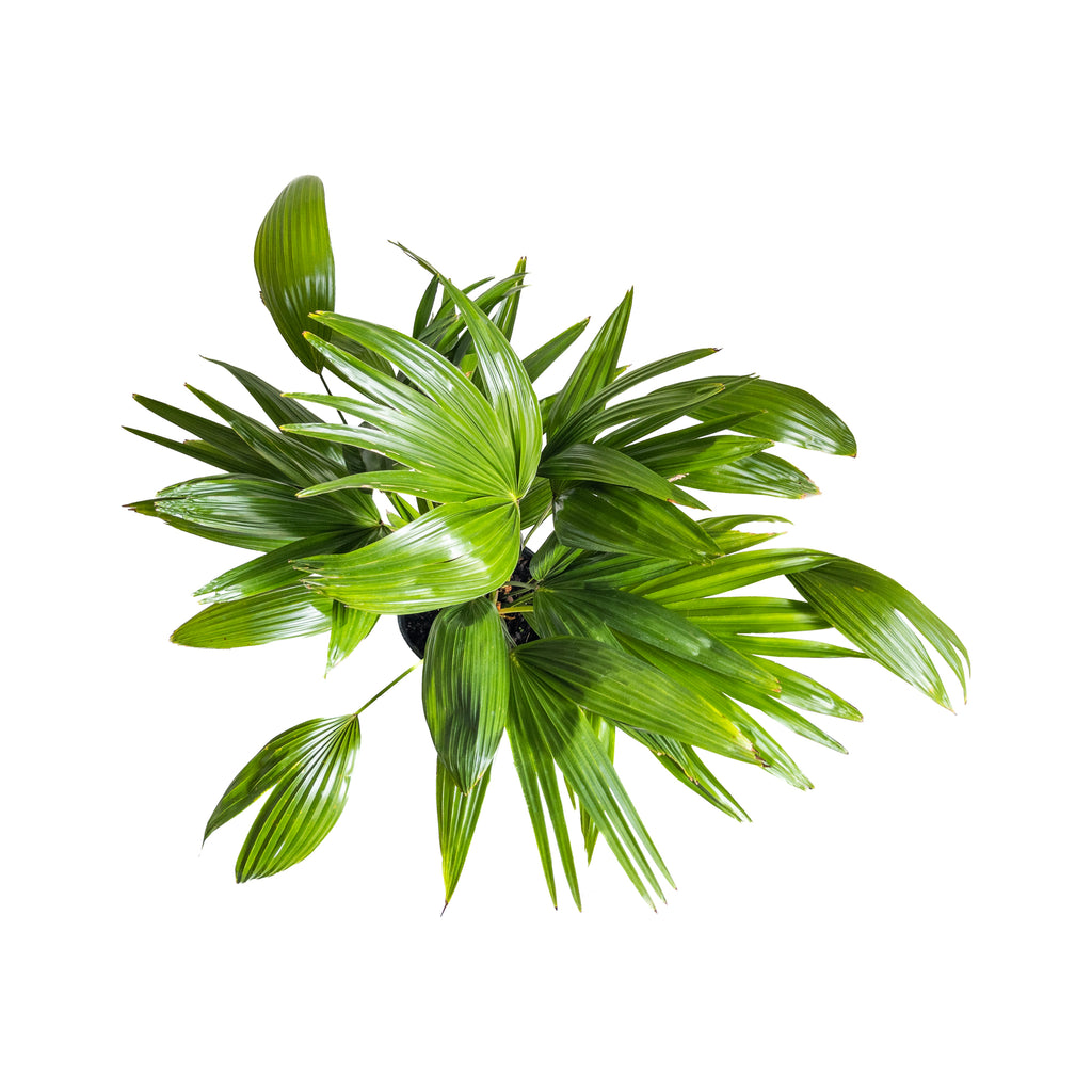 Chinese Fan Palm | Indoor Online