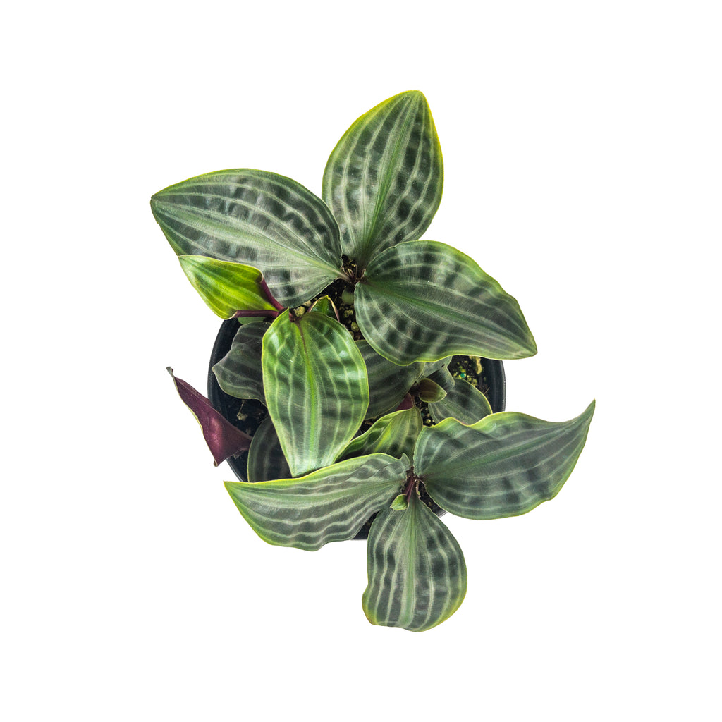 Geogenanthus Seersucker Plant Large