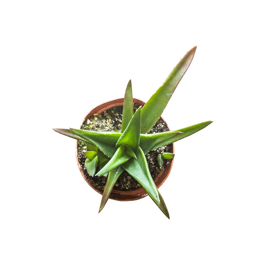 Haworthia X Aloe Small