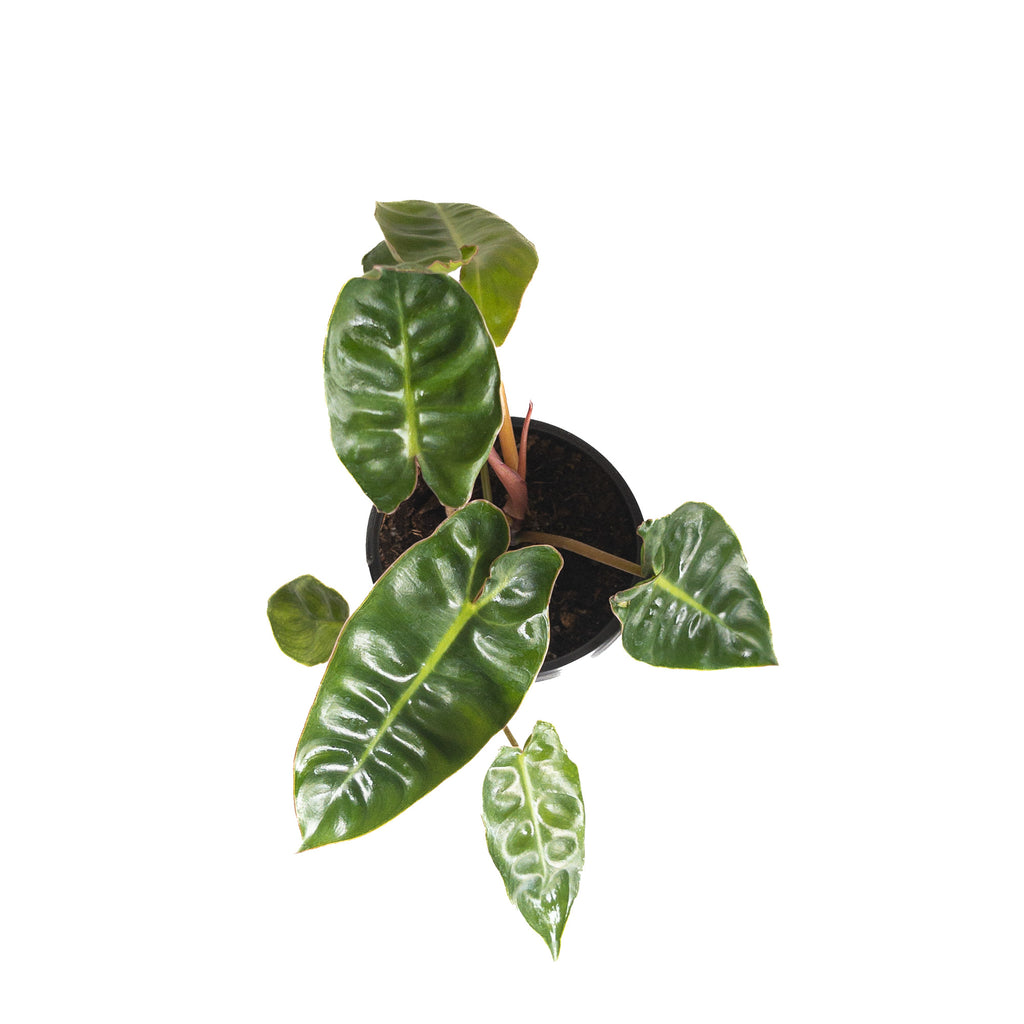 Philodendron 'Billie' Small