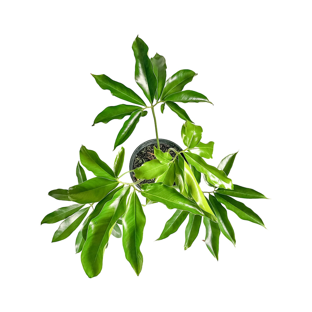 Philodendron Goeldii 