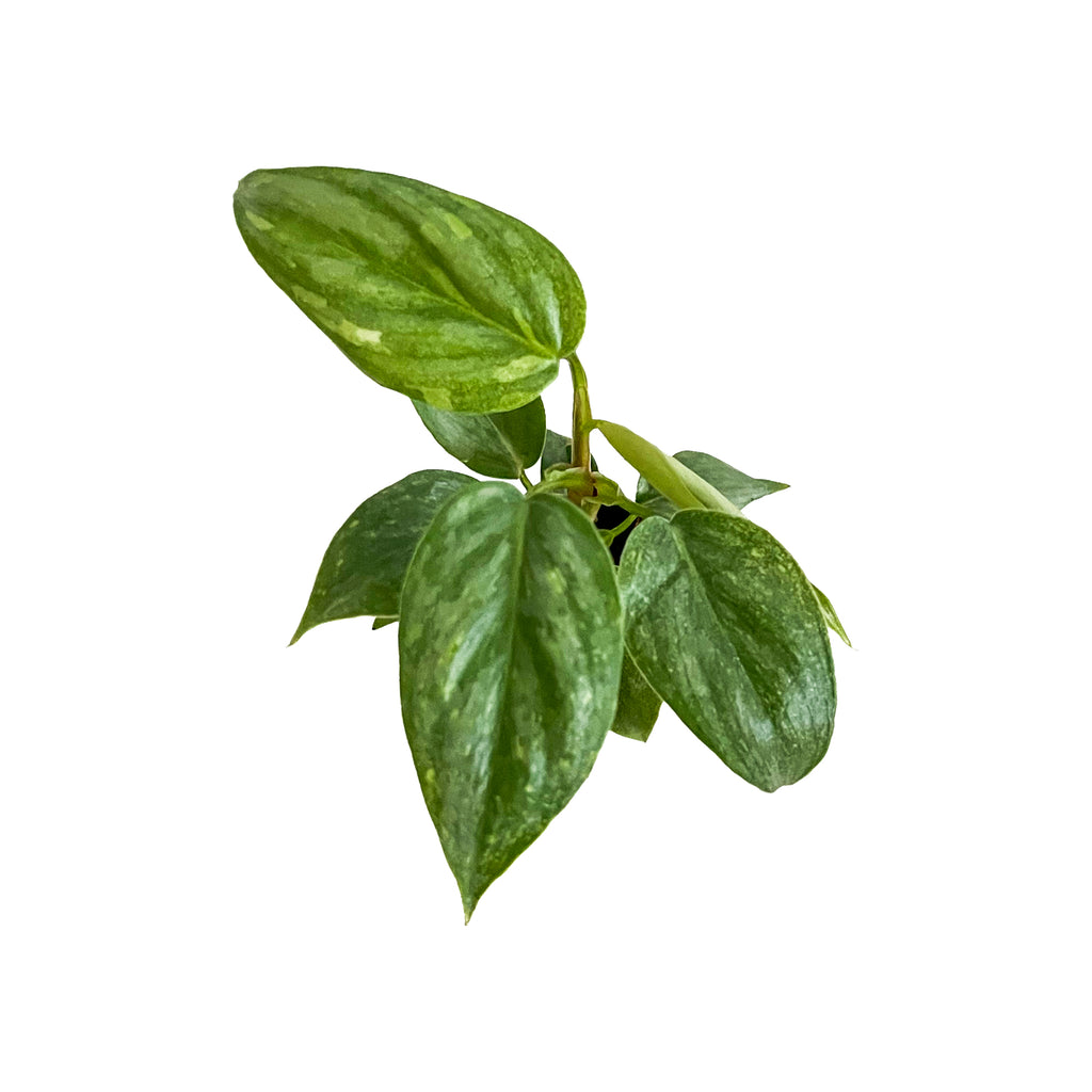 Philodendron Sodiroi Mini