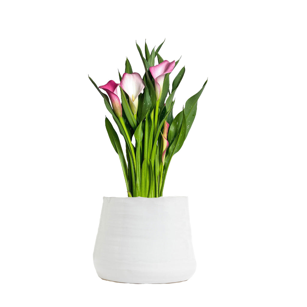 Pink Calla Lily Large