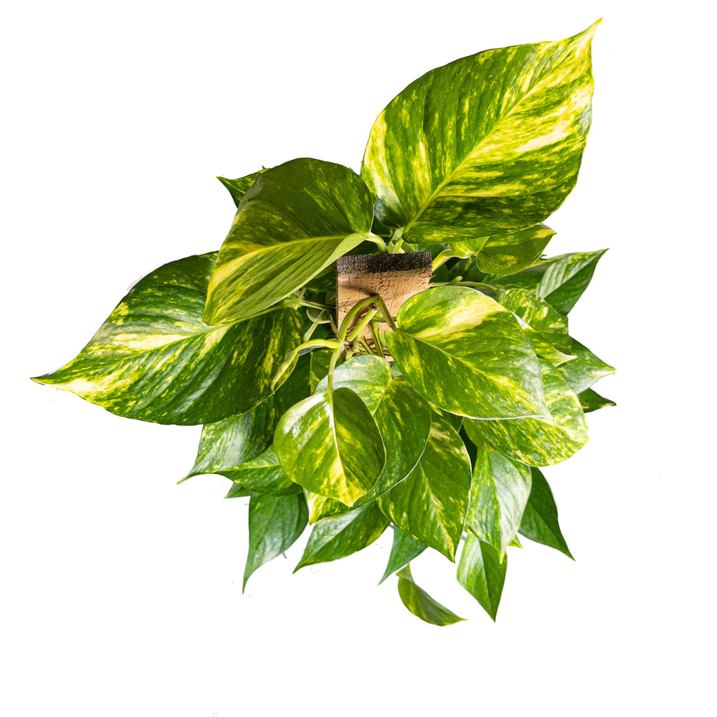 Staked Golden Pothos Extra Large