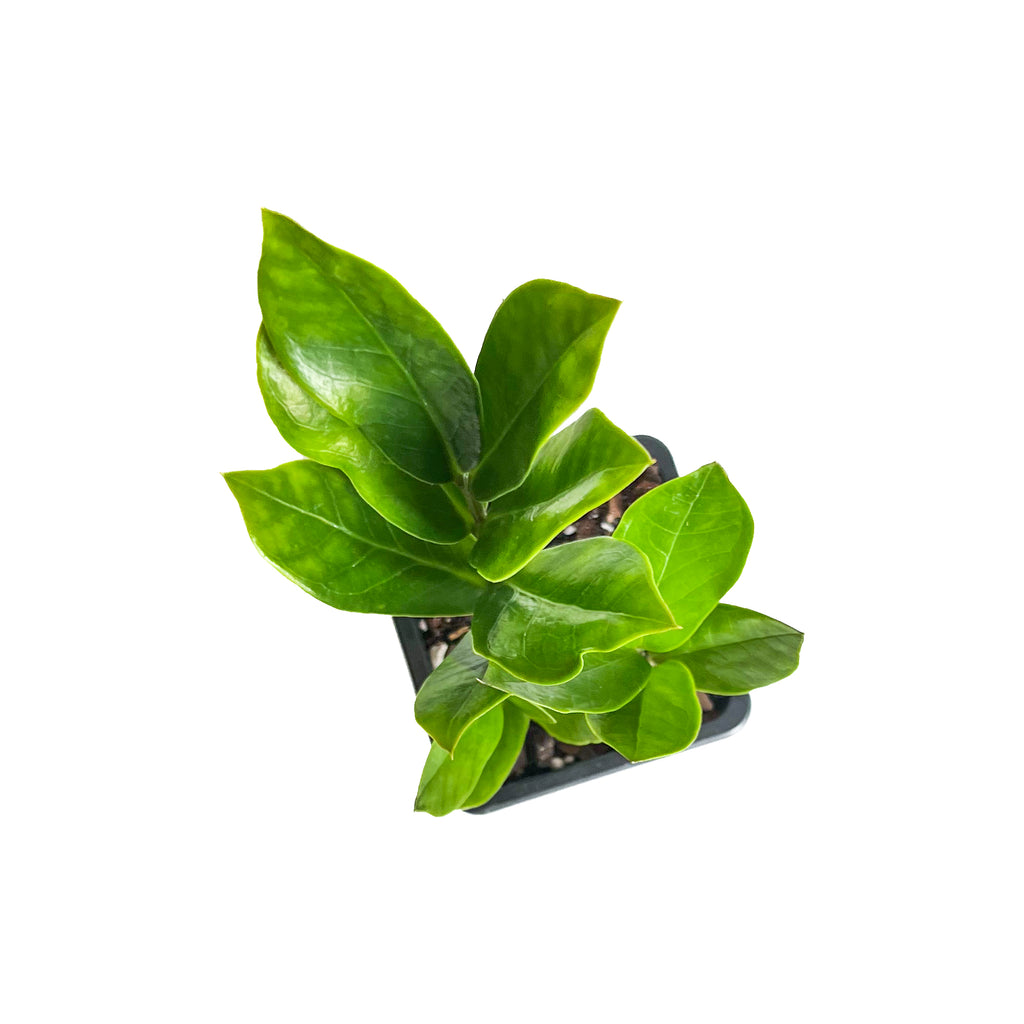 ZZ Plant Mini