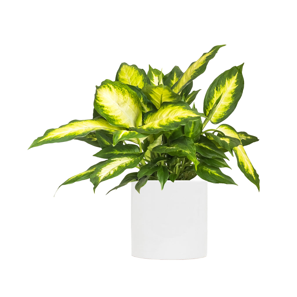 Dieffenbachia Camille Large