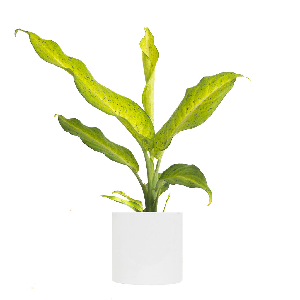 Dieffenbachia Camouflage Small