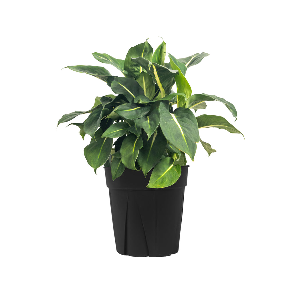 Dieffenbachia Green Magic Large