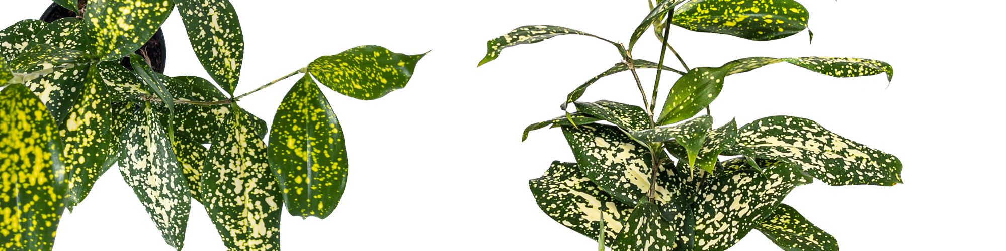 The Ultimate Dracaena Florida Beauty Complete Care Guide Planterina