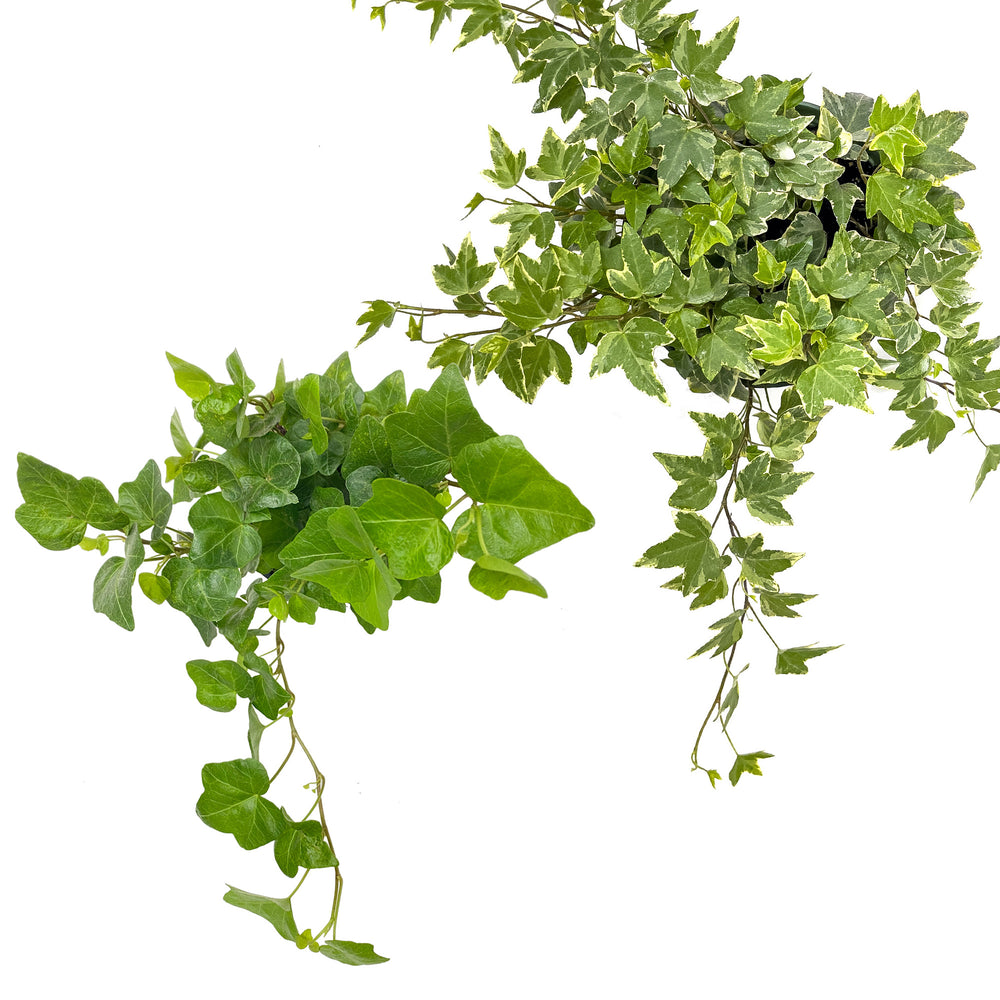 English Ivy Care Guide | Planterina