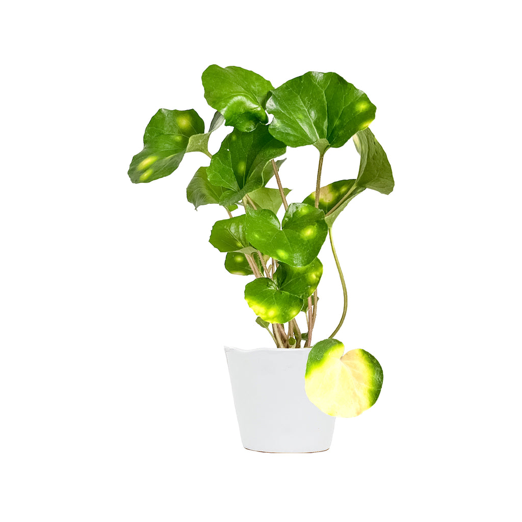 Farfugium 'Firefly' Small