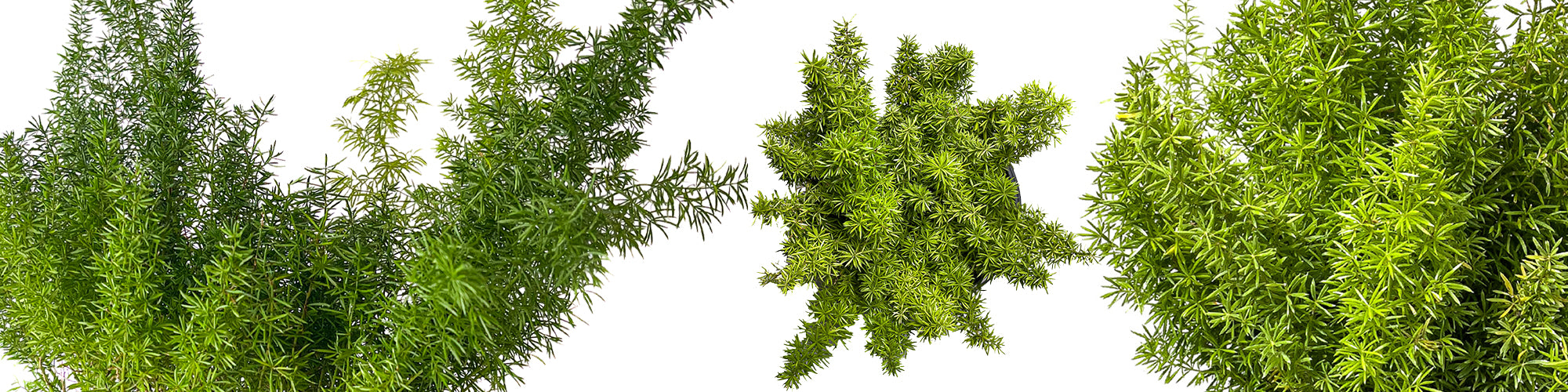 Foxtail Fern