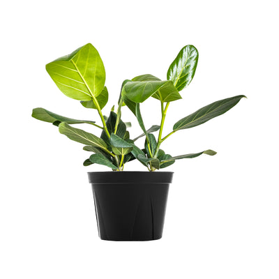 Ficus Audrey