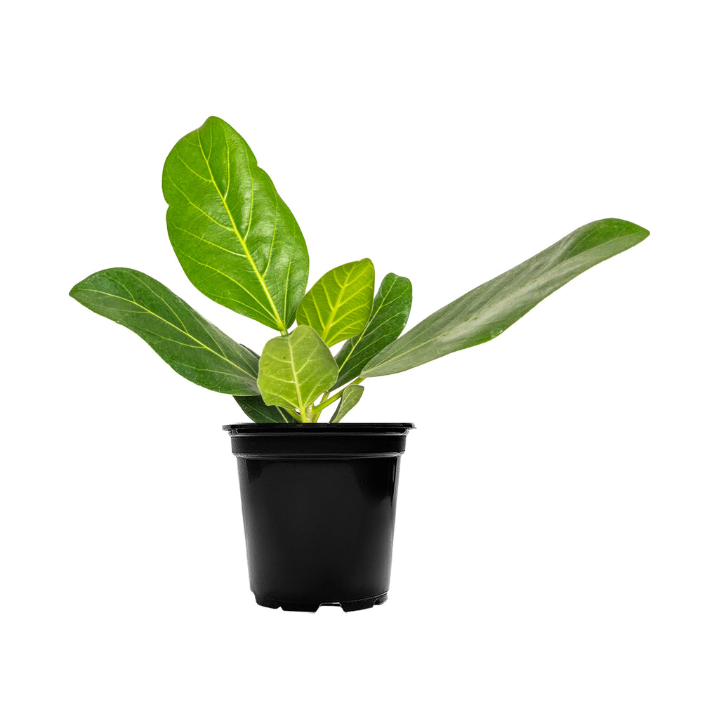 Ficus Audrey Small
