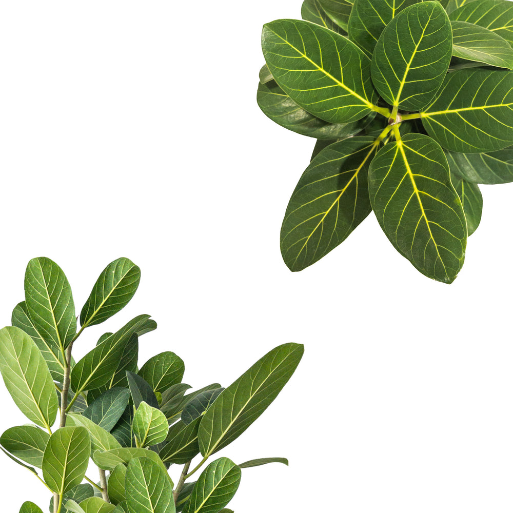 Ficus Audrey