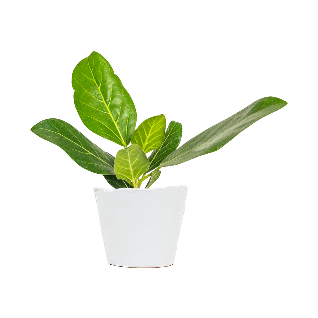 Ficus Audrey Small