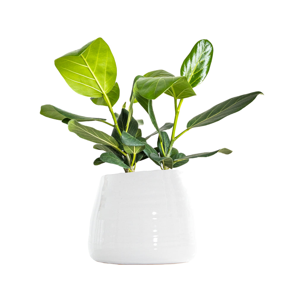 Ficus Audrey