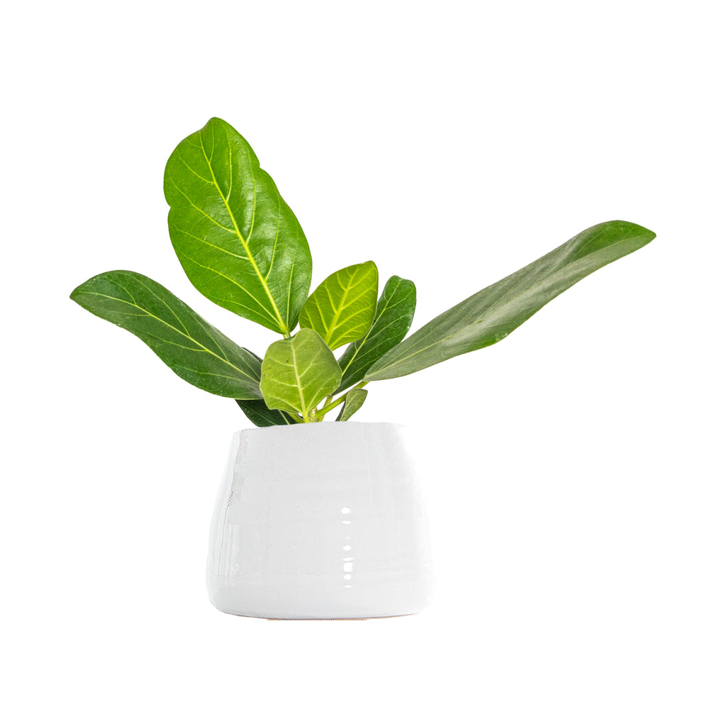 Ficus Audrey Small