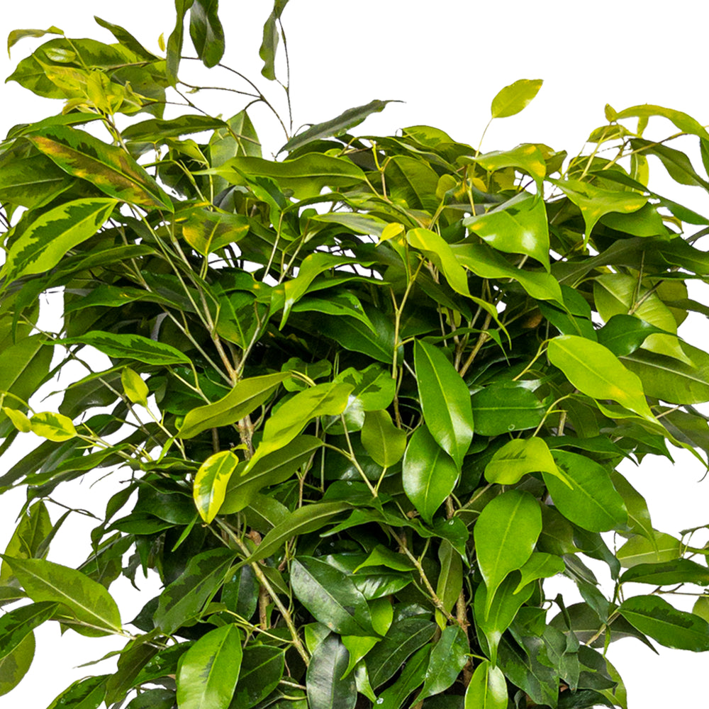 Ficus benjamina 'Margarita'