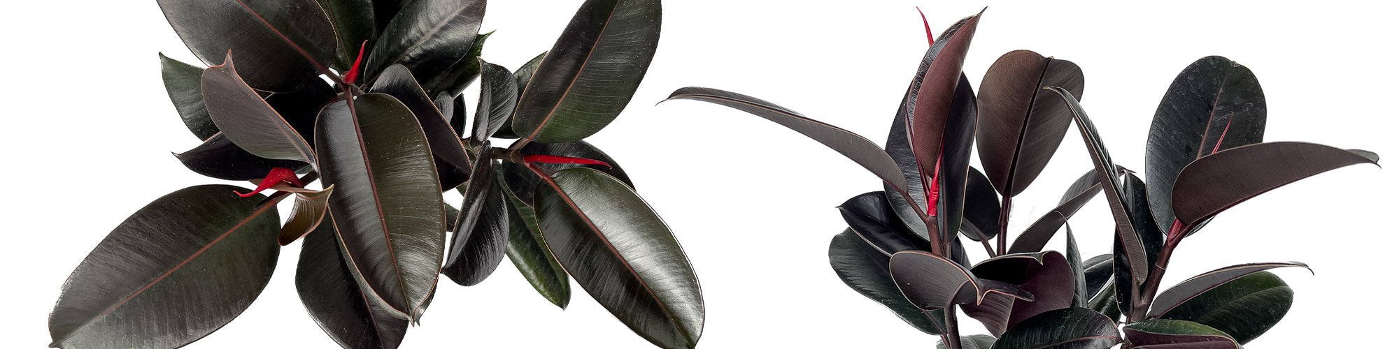 Rubber Tree