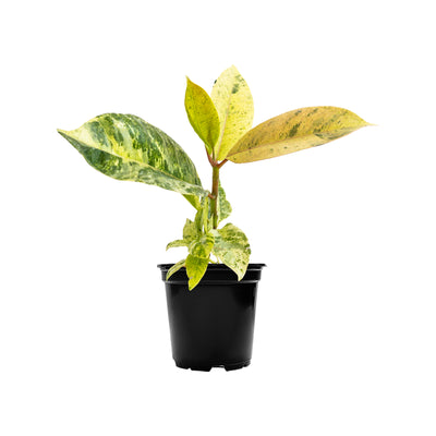 Marble Ficus Small