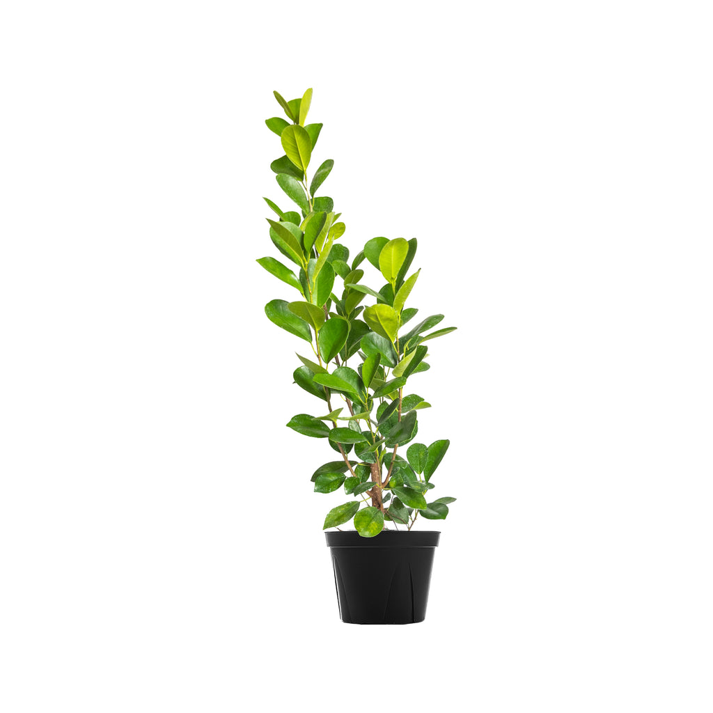 Ficus Moclame Large