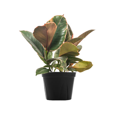 Ficus Ruby Extra Large