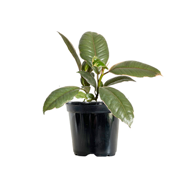 Ficus Ruby Extra Large