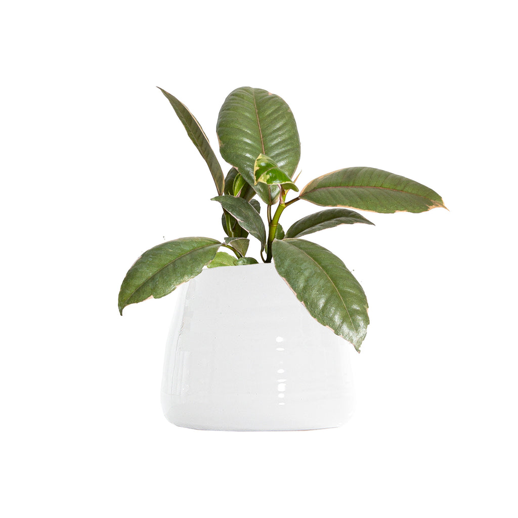 Ficus Ruby Small