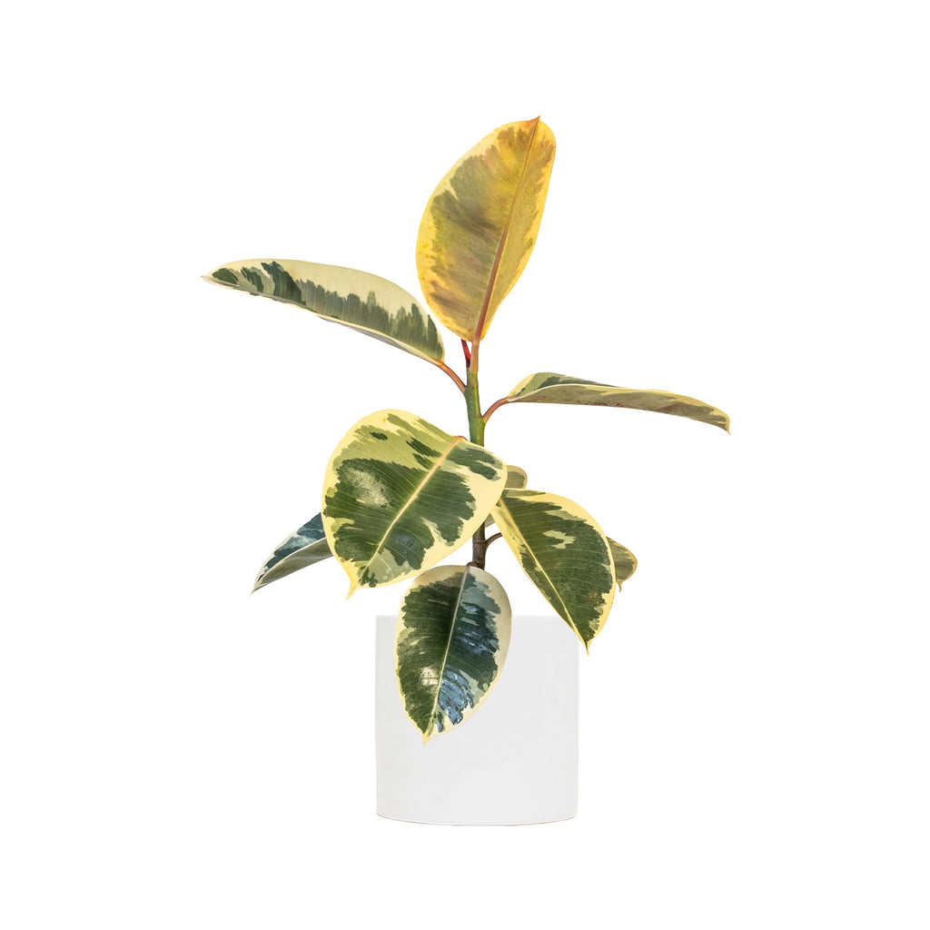 Ficus Tineke Large