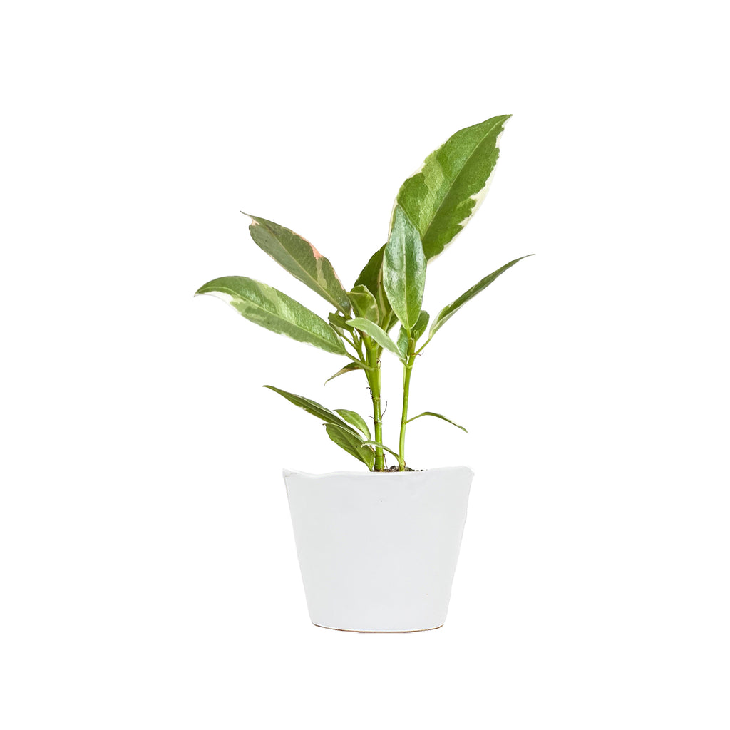 Ficus Tineke Mini