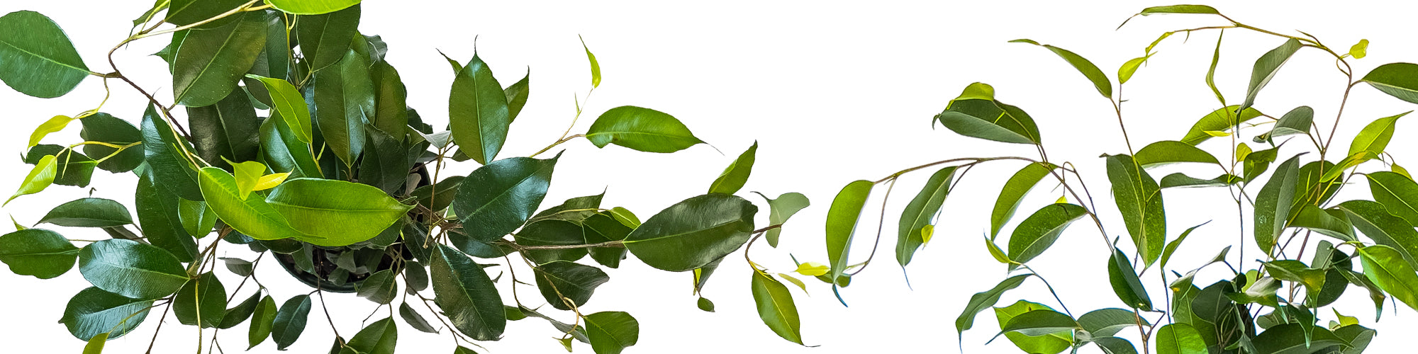 Ficus benjamina 'Wintergreen'