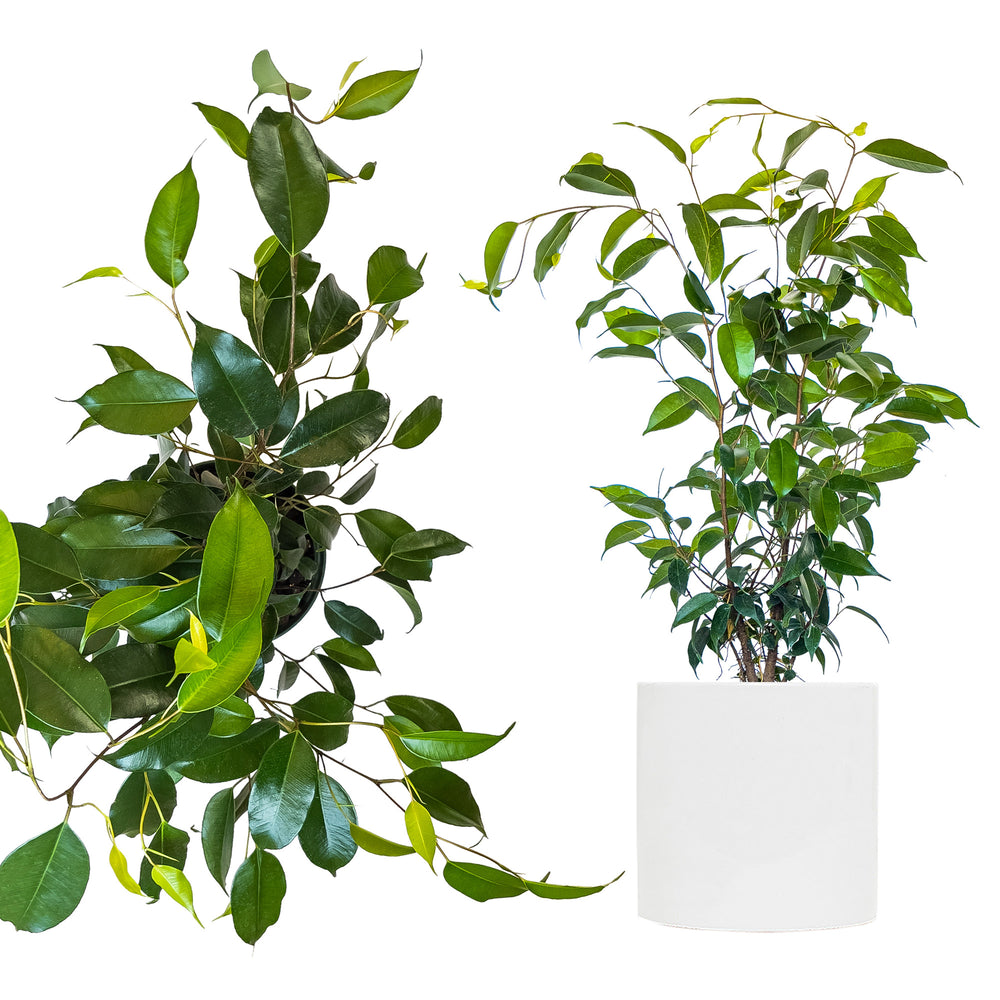 Ficus benjamina 'Wintergreen'