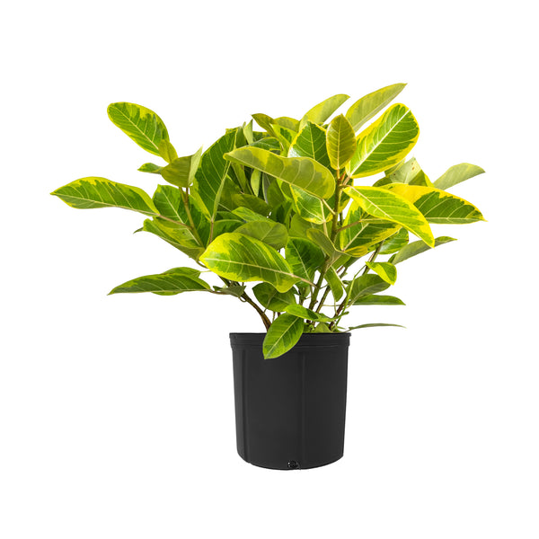 Ficus Yellow Gem Extra Large