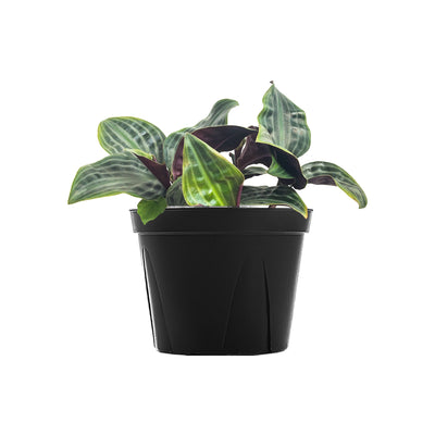 Geogenanthus Seersucker Plant Large