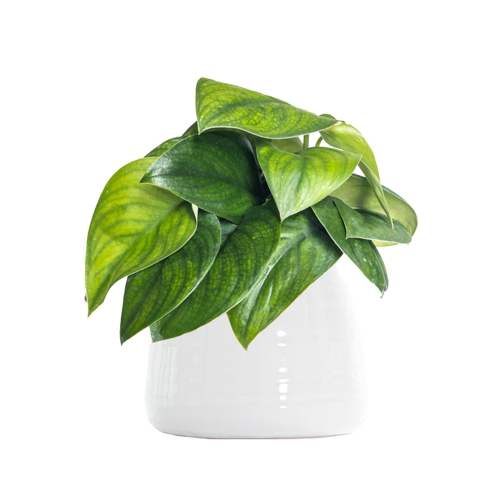 Green Jade Satin Pothos Large