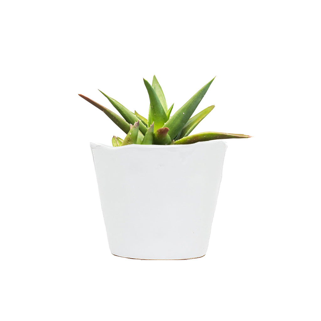Haworthia X Aloe Small
