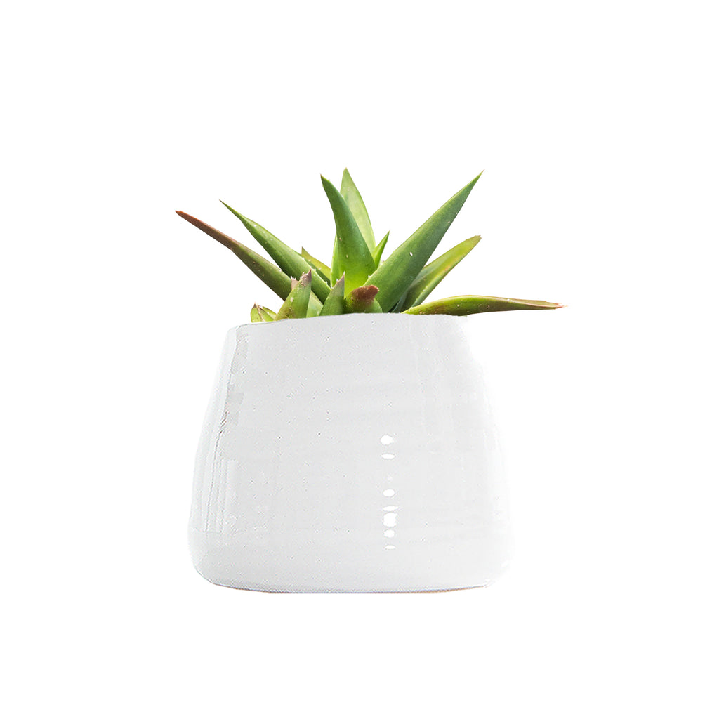 Haworthia X Aloe Small
